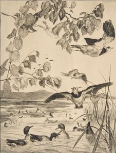 Czajki i Sarcelles, 1862. autorstwa Felix Bracquemond