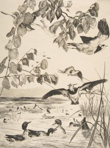 Czajki i Sarcelles, 1862. autorstwa Felix Bracquemond