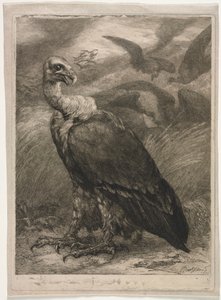 Sęp autorstwa Felix Bracquemond