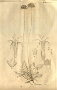 To jest tab. 28 z tomu X Transactions of the Linnean Society of London, opublikowanej w 1811 r. autorstwa Ferdinand Bauer