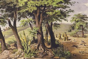 Sierpień (druk kolorowy)