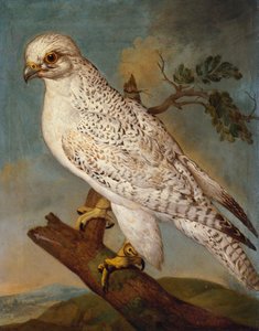 Sokół na gałęzi, 1736