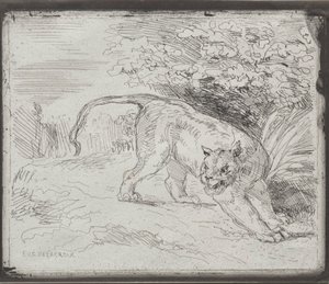 Uwięziony tygrys, 1854. autorstwa Ferdinand Victor Eugene Delacroix