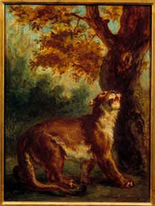 Cougar mówi również, że lwica szuka zdobyczy. Obraz Eugene Delacroix (1798-1863) autorstwa Ferdinand Victor Eugene Delacroix