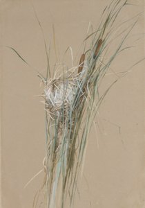 Ptasie gniazdo w Pałkowatych, ca. 1875.