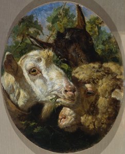 Głowy zwierząt autorstwa Filippo Palizzi