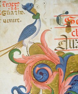 Mszał 515 f.28v Fantastyczny ptak z ludzką głową stojącą na rogu historycznego inicjału, szczegół z księgi chóralnej wykonany przed 1449 r. welin szczegół z 56724 autorstwa Filippo di Matteo Torelli