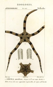 Krucha szkarłupnia gwiaździsta, Ophiomastix pierścieniowaty, Ophiura pierścieniowy autorstwa Finocchi Finocchi