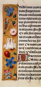 Ms. 1058-1975, f.22v: fragment bordiury kwiatowej z Księgi Godzin, ok. 1500 (welum) autorstwa Flemish School