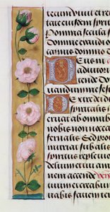 Ms. 1058-1975, f.34v: detal kwiatowego obramowania z Księgi godzin, ok. 1500 r. autorstwa Flemish School
