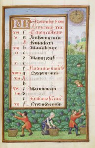 Ms 1058-1975 f9r Zbieranie winogron, podświetlana strona kalendarza na wrzesień, z Księgi Godzin, ok. 1500 autorstwa Flemish School