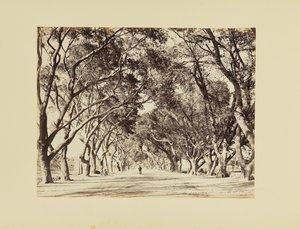 Kair, Allée de Choubra autorstwa Félix Bonfils
