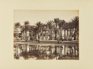 Kair, palmy autorstwa Félix Bonfils