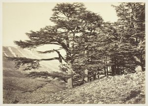 Cedry Libanu, ok. 1870. autorstwa Félix Bonfils