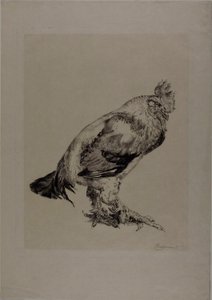 Stary Kogut autorstwa Félix Henri Bracquemond