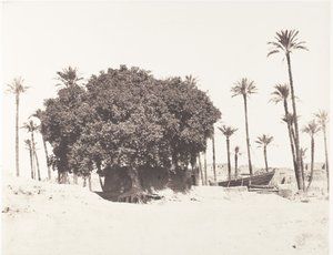 Esneh, palmy daktylowe, jawor i kawa na brzegu Nilu, 1851-52, wydrukowany w latach 1853-54. autorstwa Félix Teynard