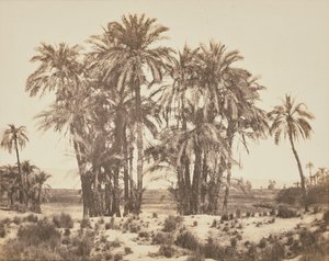 [Gaj palm daktylowych widziany z punktu A, Karnak]. autorstwa Félix Teynard