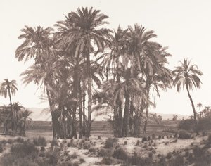 Karnak, Grupa palm daktylowych Widziana z punktu A, 1851-52, druk 1853-54. autorstwa Félix Teynard