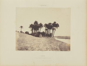 Luksor. Palmy daktylowe i ogród Luxor Expedition Garden autorstwa Félix Teynard