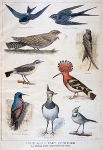Ptaki chronione i pomocne w rolnictwie, 1897 autorstwa Fortuné Méaulle