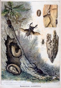 Szkodliwe owady, 1897 autorstwa Fortuné Méaulle