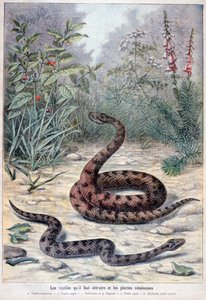 Węże i trujące rośliny, 1897 autorstwa Fortuné Méaulle