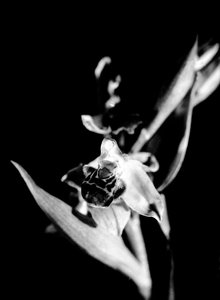 Dzika orchidea (zdjęcie czarno-białe)
