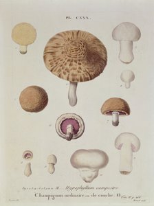 Hypophyllum campestre lub pieczarka polna, tablica 130 z „Iconographie des Champignons de J.J. Pauleta” J.H. Leveille, grawerowane przez Renarda, 1855 autorstwa Fossier