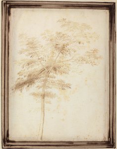 Studium drzewa autorstwa Fra Bartolomeo