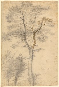 Trzy badania drzew autorstwa Fra Bartolommeo (Baccio della Porta)