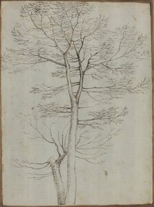 Nagie drzewo [verso]