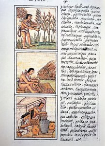 Sceny z życia chłopów, żniwa pszenicy, odziarnianie na macie i przechowywanie w słoikach, tekst w języku nahuati, z faksymile rękopisu General History of Things of New Spain, znanego również jako Kodeks florencki, autorstwa Bernardino de Sahagun autorstwa Fra Bernadino da Sahagun