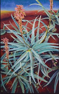 Aloes autorstwa Frances Ferdinands