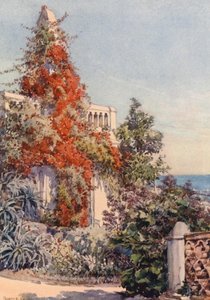 Bougainvillaea, Algier (kolorowa litografia)