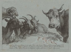 Studium głów: trzy kozy, wół i baran, opublikowane ok. 1783. autorstwa Francesco Londonio