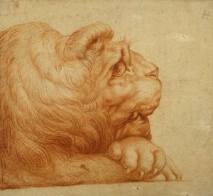 Głowa lwa z profilu (czerwona kreda na białym papierze) autorstwa Francesco de Rossi Salviati Cecchino