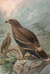 GRAWEROWANIE-NEPAL-OSOLE-SAMONY-AQUILA NIPALENSIS