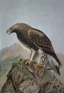 GRAWEROWANIE-LEONADA ORZEŁ-MŁODY MĘŻCZYZNA - AQUILA CHRYSAETOS