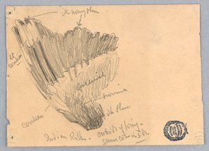 Szkic skrzydła autorstwa Francis Augustus Lathrop