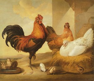 Kogut domowy, kury i pisklęta, 1655