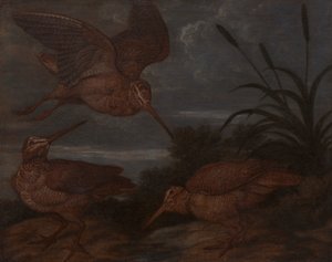 Woodcock o zmierzchu autorstwa Francis Barlow