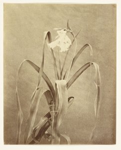 [Kwiaty] autorstwa Francis Edmond Currey