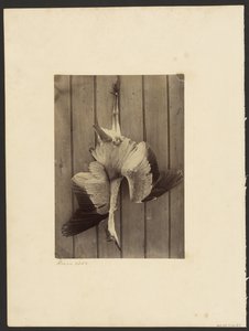Czapla autorstwa Francis Edmond Currey