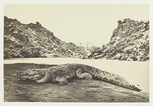 Krokodyl na ławicy piasku, 1857. autorstwa Francis Frith