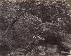 Glen w Lynmouth, lata 60. XIX wieku autorstwa Francis Frith