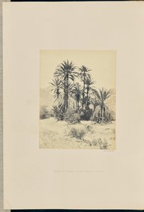 Grupa palm w Wadee Feyran autorstwa Francis Frith