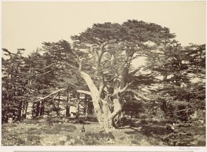  autorstwa Francis Frith