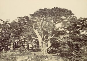 Największy z Cedrów, Góra Liban, 1857. autorstwa Francis Frith