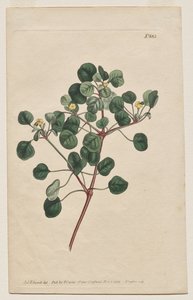 Magazyn botaniczny lub ogród kwiatowy Wyświetlane: Talerz 883, Euphorbia Petiolaris. Wilczomlecz długoszypułkowy autorstwa Francis Sansom