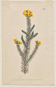 Magazyn botaniczny lub ogród kwiatowy Wyświetlane: Tablica 944, Dillwynia glaberrima. Dillwynnia gładkolistna. [Dillwynia ericifolia gaberrima] autorstwa Francis Sansom